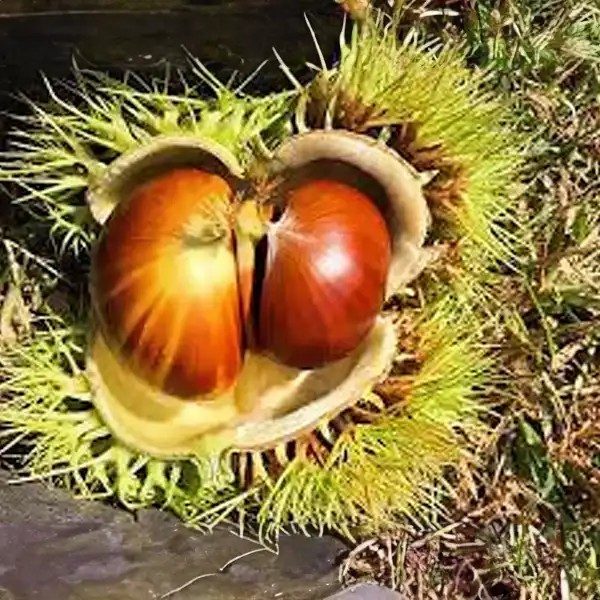 Gesztenye