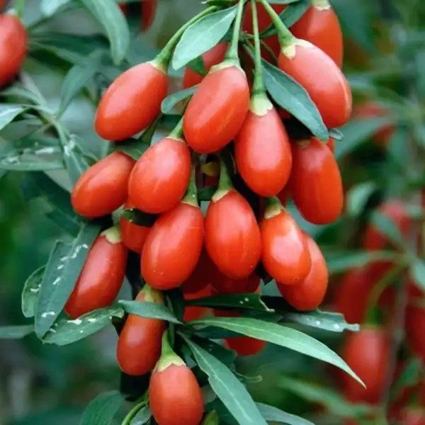Goji bogyó